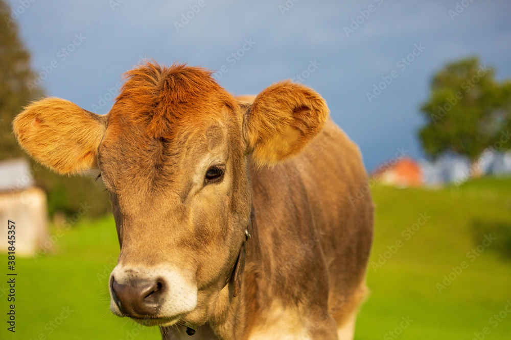 Kuh - Allgäu - herbst - Schumpen - Kälbchen Kuh - Allgäu - herbst - Schumpen - Kälbchen