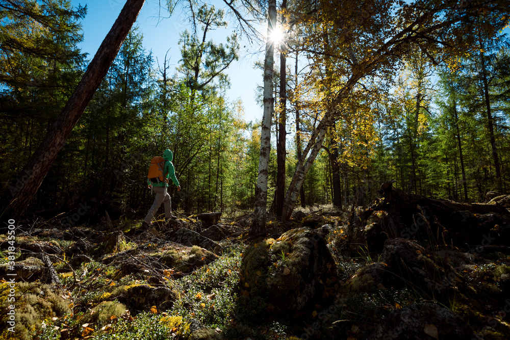 Solo hiking woman walking in the sunrise autumn forest Solo hiking woman walking in the sunrise autumn forest