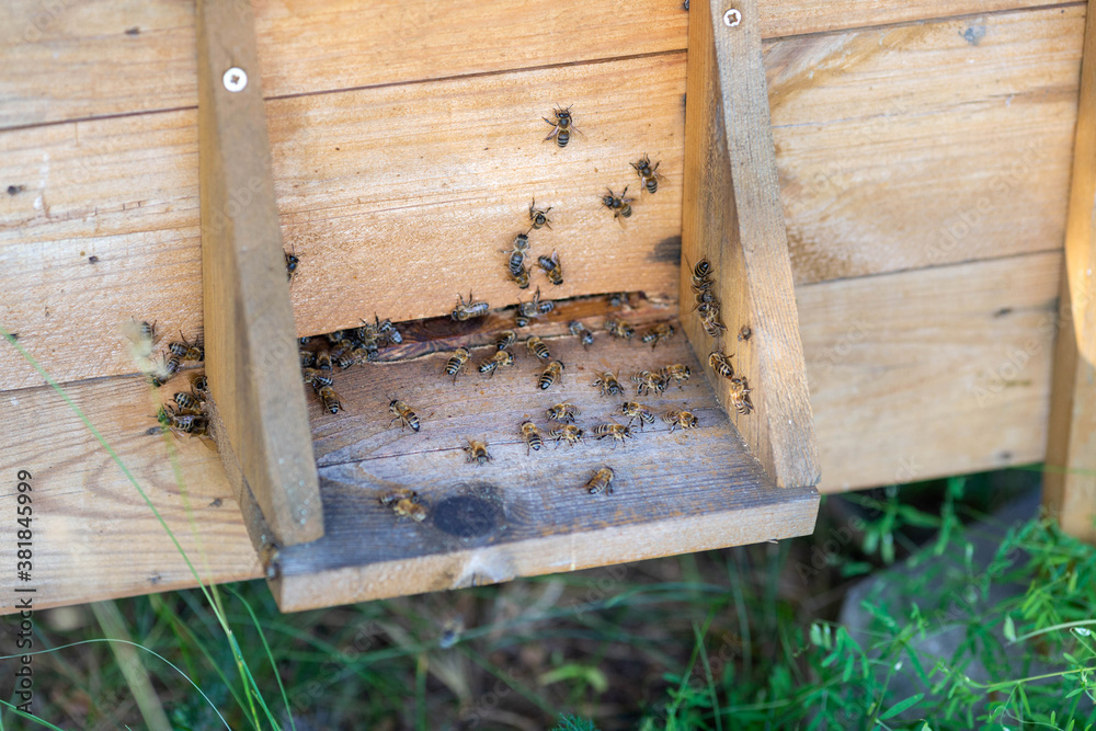Bees working near the entrance to the hive Bees working near the entrance to the hive