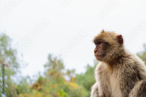Mono de Gibraltar captado mirando el horizonte © Diego