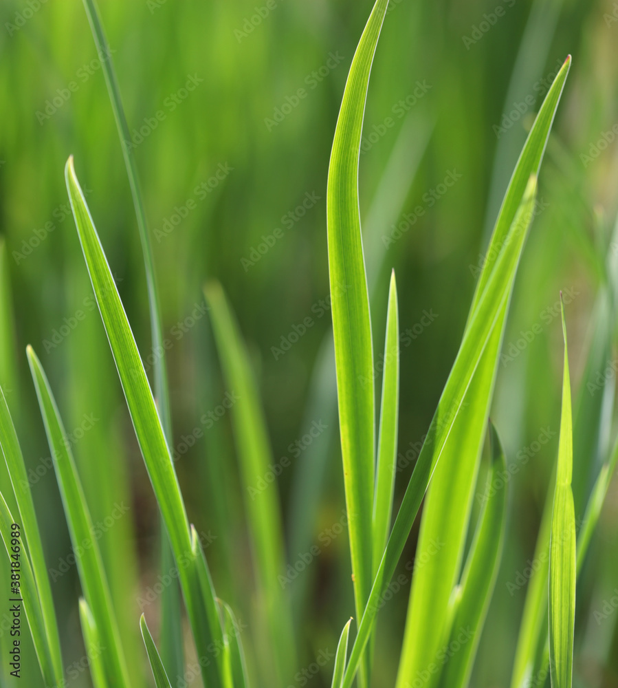 green grass with water droplet in sunshine green grass with water droplet in sunshine