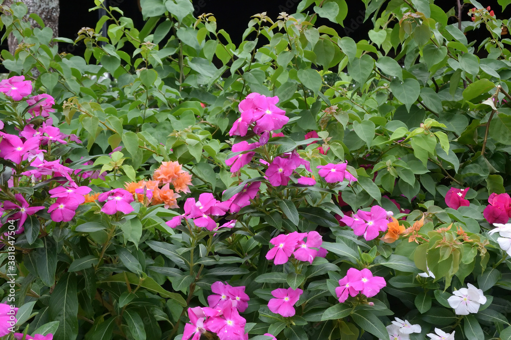 Vietnam periwinkle or rose periwinkle flower blooming in the garden, beautiful flower blossom