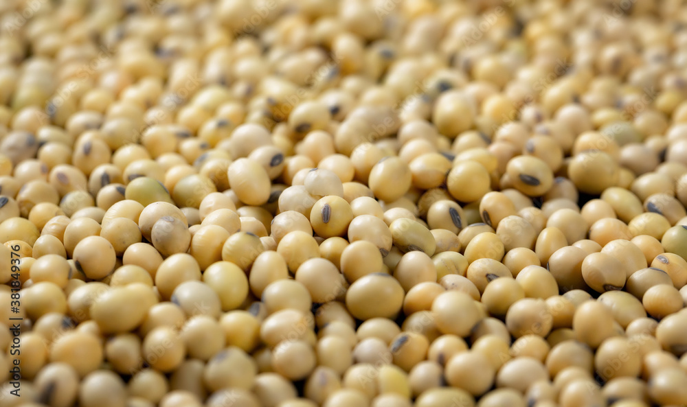 Fototapeta premium Top view Soybean pattern as for background