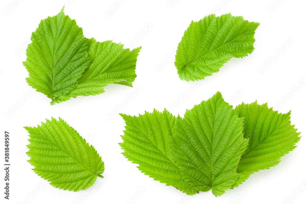 hazelnut leaves isolated on white background. top view hazelnut leaves isolated on white background. top view
