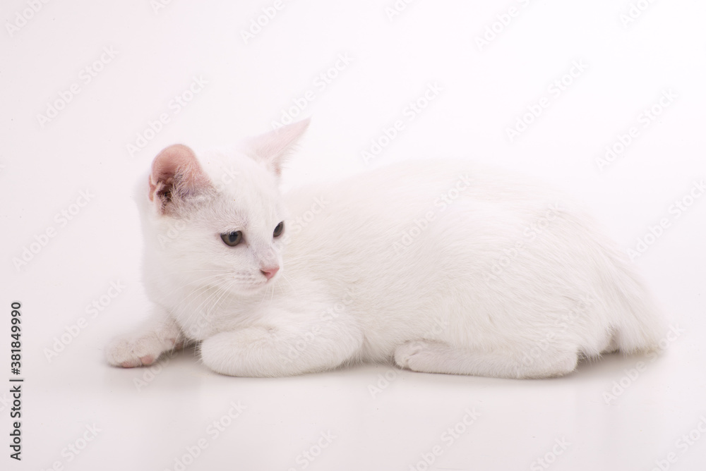 Obraz premium gatto bianco a pelo corto su uno sfondo bianco