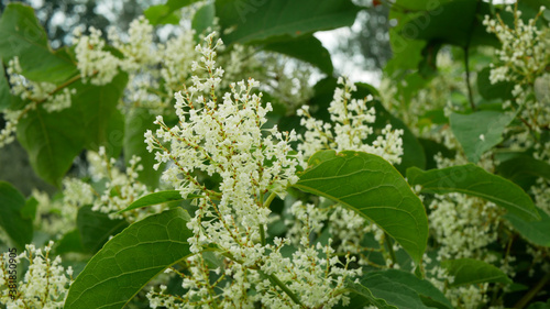 Фотография Knotweed bloom invasive plant Reynoutria flower or blossom bees Fallopia japonic