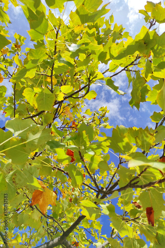 Fall leaves on tree, blue sky in background