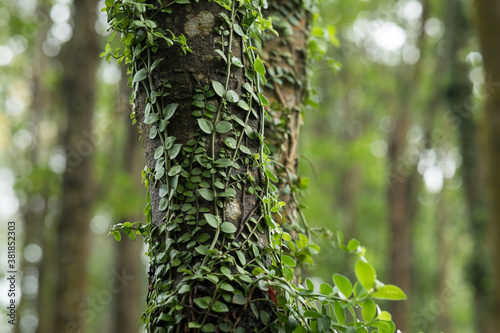Fototapeta Naklejka Na Ścianę i Meble -  Parasitic vine wrapped around tree trunk in tropical forest