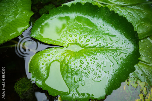 Fresh lotus leaf in basin, water on leaf.