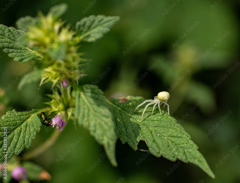 Bug and spider Bug and spider