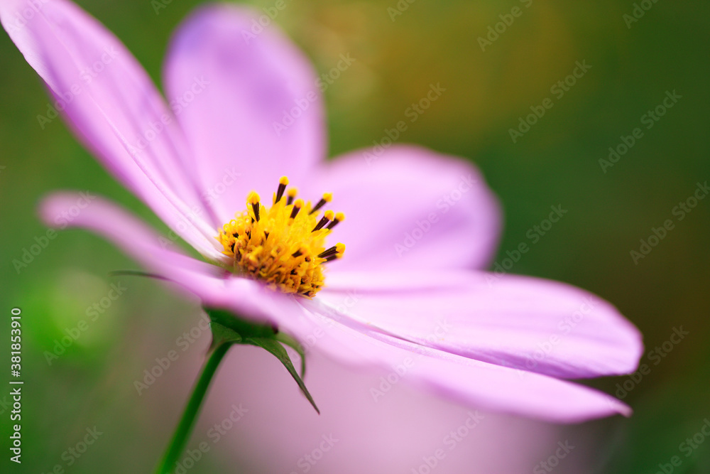 Obraz premium コスモス