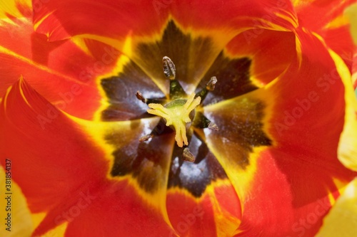 Beautiful red tulip close up, stamen detail