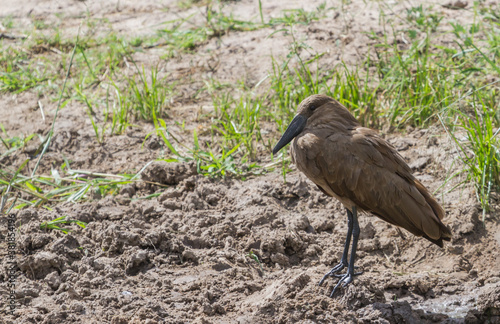 Hamerkop  Scopus umbretta  closeup standing on the ground in Kruger National Park  South Africa