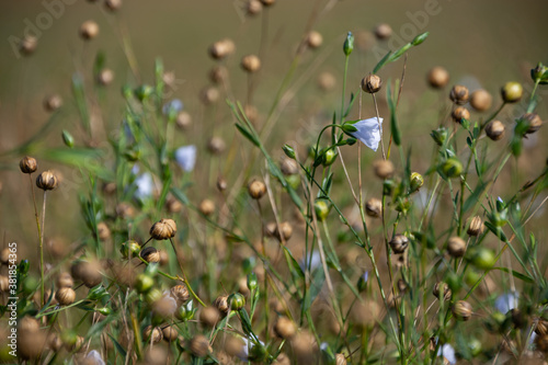Field of flax flowers. Growing flax in the mountains. Blue flax flowers
