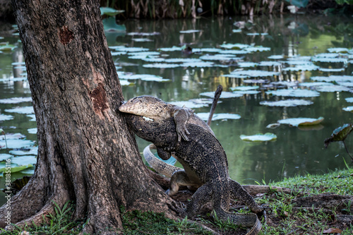 Close up the Asian Two water monitor  Varanus salvator  - lizards fighting each other.