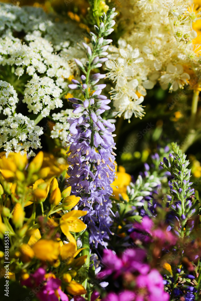 Obraz premium Summer bouquet of wild field flowers from the meadow. Beautiful florals on sunny day.