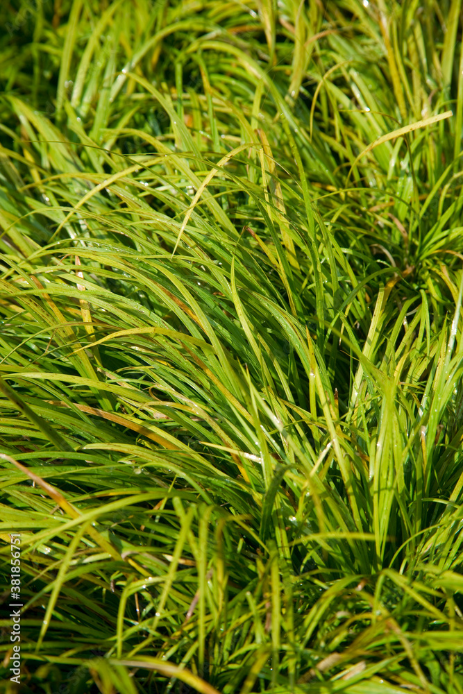 水草 水草