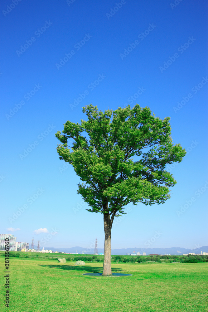 Fototapeta premium 一本の木