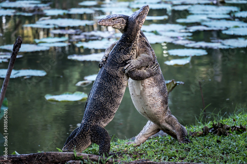 Close up the Asian Two water monitor (Varanus salvator) - lizards fighting each other. © Napob