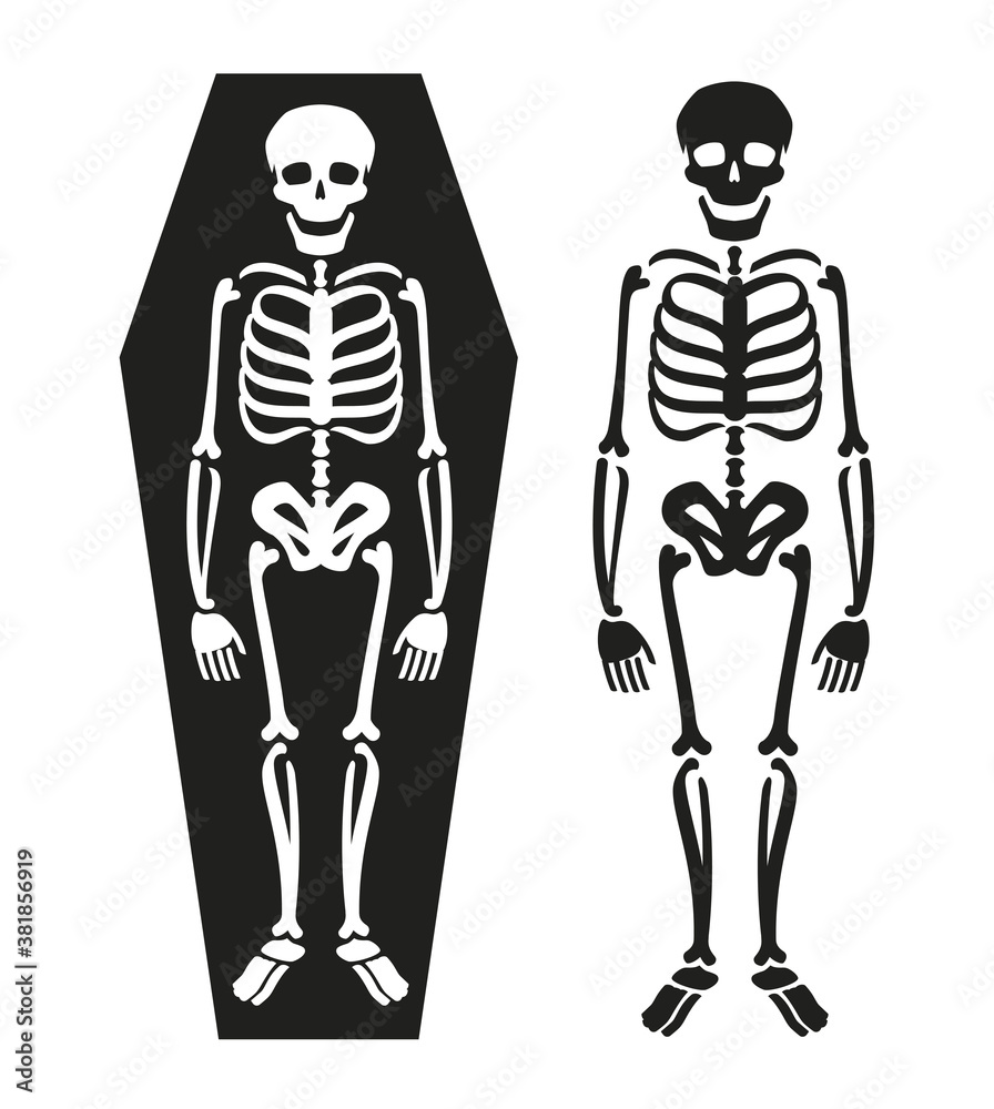 Skeleton in coffin. Death symbol vector illustration