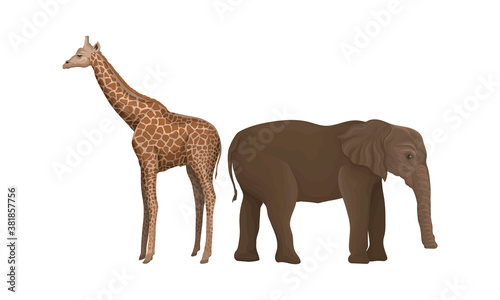 Spotted Giraffe and Elephant as African Animal Vector Set