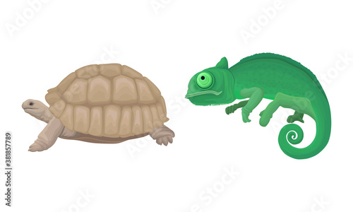 Huge Turtle and Green Chameleon as African Animal Vector Set