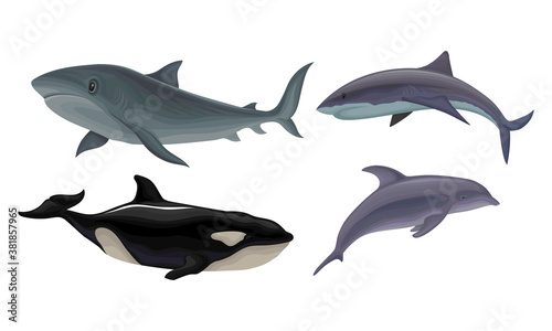 Marine Habitant with Dolphin and Shark Vector Set