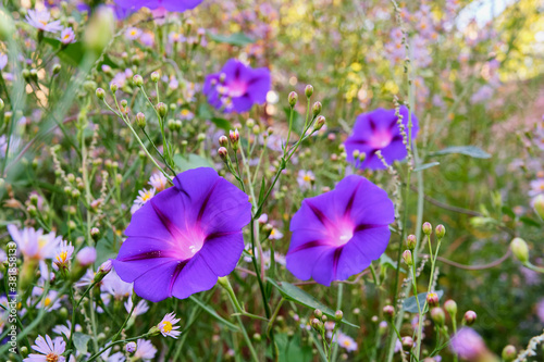 Beautiful violet flowers of the plant calibrachoa.
