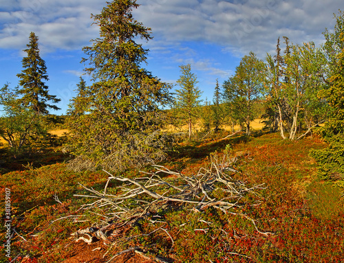Tankavaara, the Urho Kekkonen National Park. It is one of the major national park in Lapland, Finland photo
