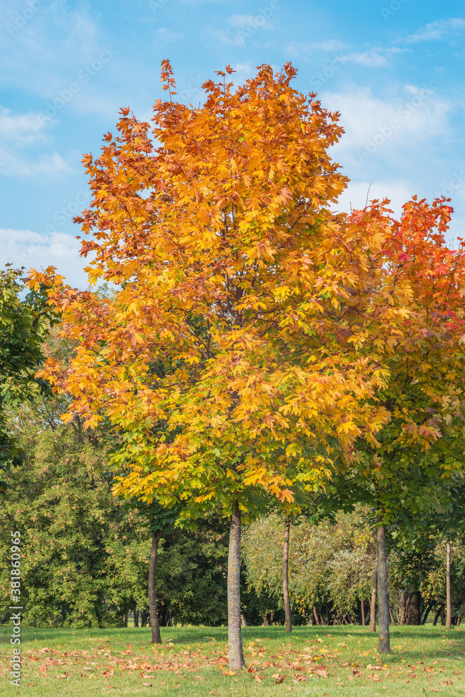 Maple tree in the city park at autumn day time.