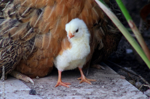 A yellow chick hatches from under its mother. Chicken life.
