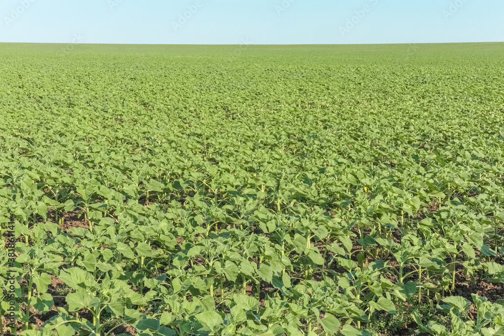 field of young sunflower sprouts against the sky field of young sunflower sprouts against the sky