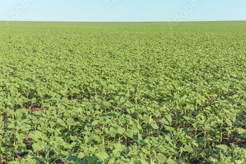 field of young sunflower sprouts against the sky
