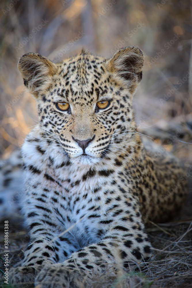 Leopard (Panthera pardus) juvenile (cub) with the most beautiful eyes. Central Kalahari. Botswana.