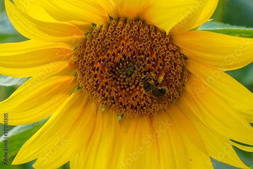 Sunflowers and bees 