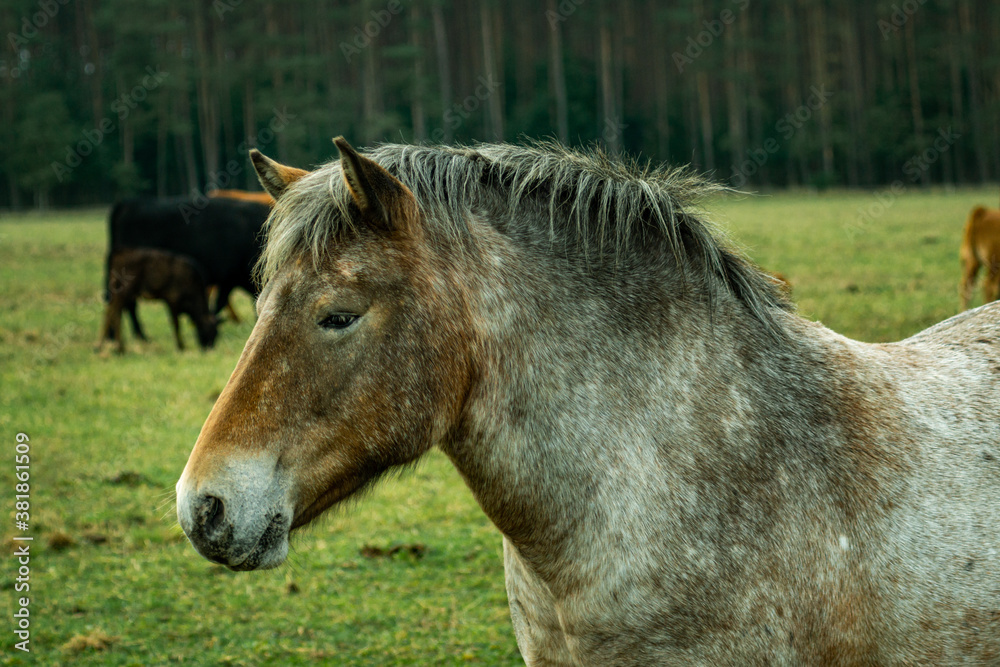 Fototapeta premium horse in a field