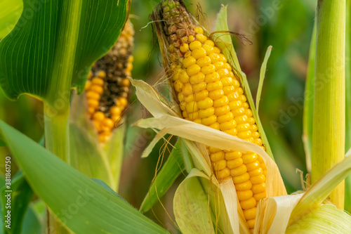 Open ear of ripe corn close-up. Corn field.