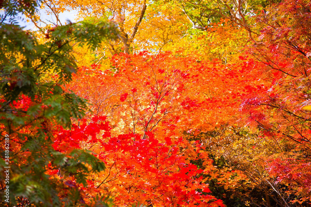 紅葉