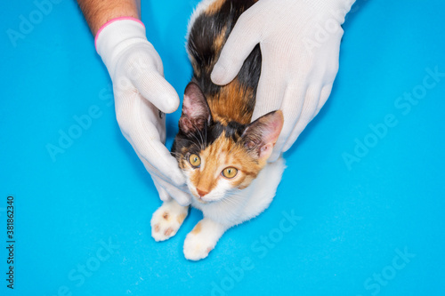a veterinarian examines a kitten with ringworm on its paws.