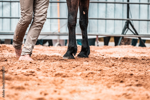 Horse whisperer walking barefoot on the sandpit. Moments before the show begins, natural feeling with the ground and the animal. Rodeo and ranch lifestyle, trainer, equestrian sports moment. © Edward R