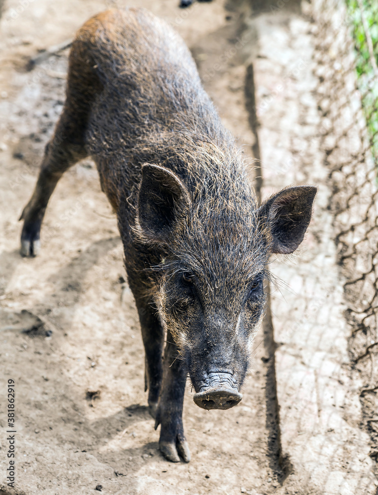 Wild Boar Quarantine animal Biosecurity Wild Boar Quarantine animal Biosecurity
