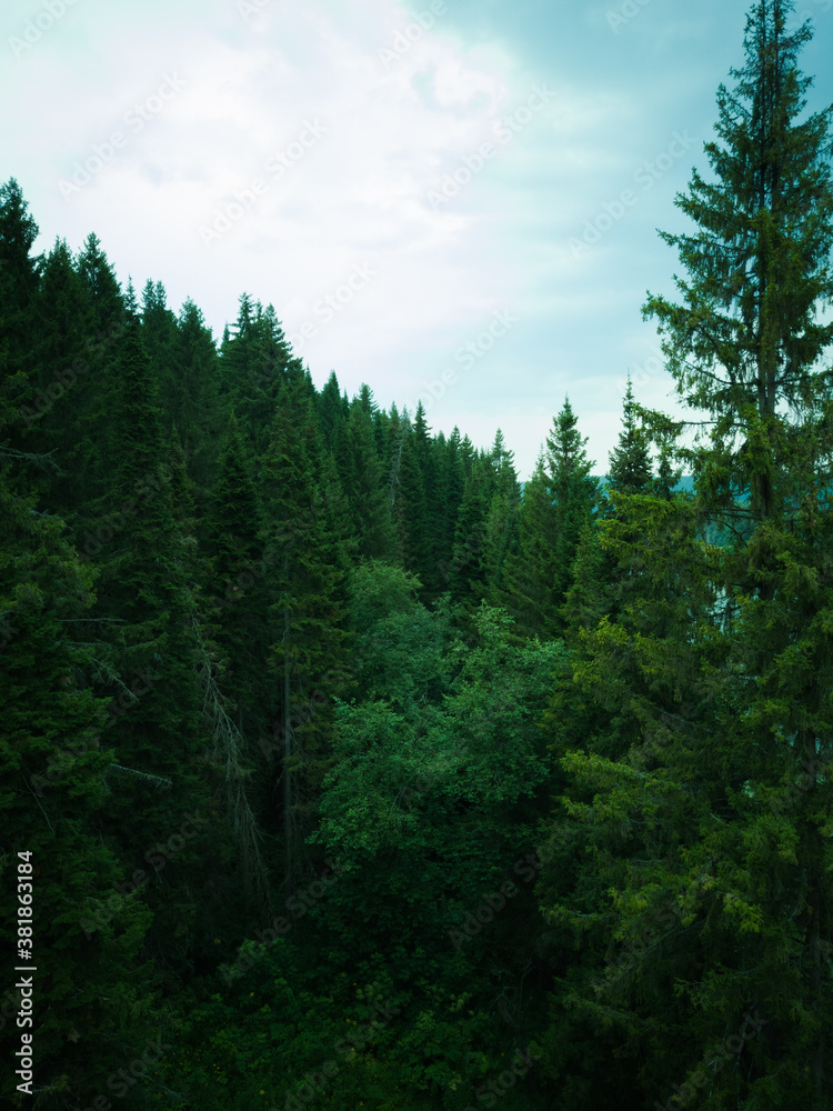 forest and sky green forest coniferous forest
forest and sky green forest coniferous forest