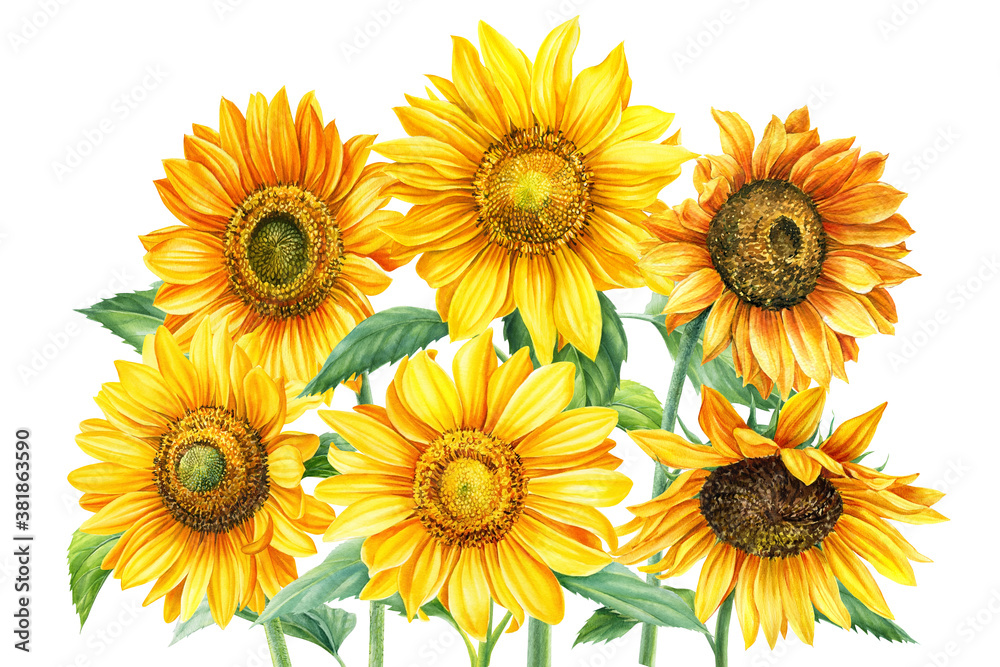 Obraz premium Autumn yellow flowers, sunflowers on an isolated white background, watercolor painting, hand drawing