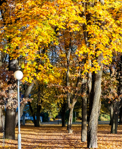autumn trees in the park