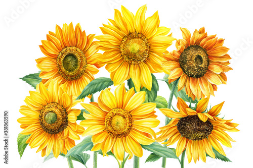 Autumn yellow flowers, sunflowers on an isolated white background, watercolor painting, hand drawing