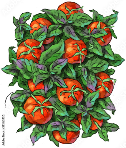 Illustration with tomatoes and leaves, vegan, vegetarian, tomato