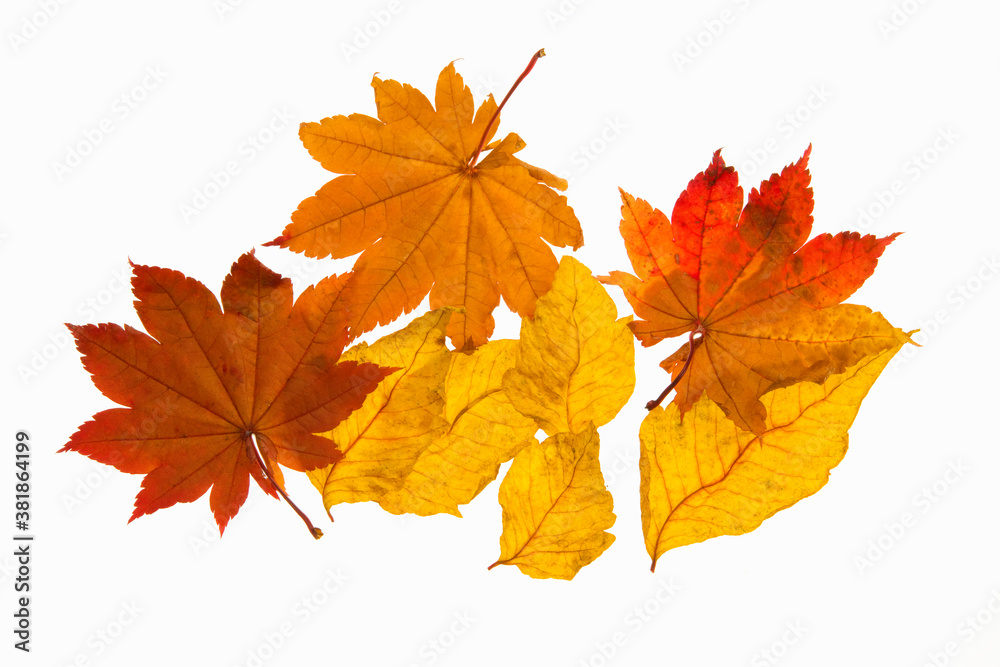 Fototapeta premium 紅葉