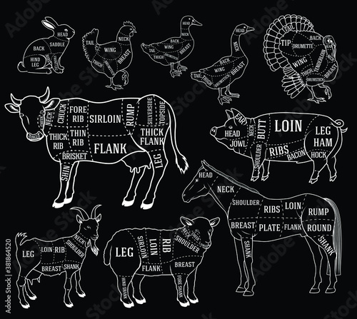 Butcher diagram guide for cutting meat in black and white chalk style
