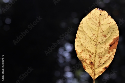 autumn leaf close-up