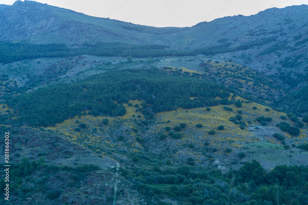mountainous area covered with vegetation of shrubs and trees